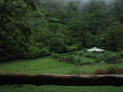 Misty valley view with sheep grazing