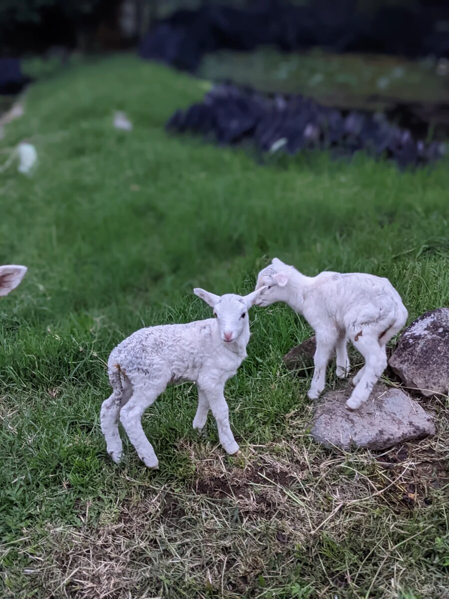 Newborn lambs