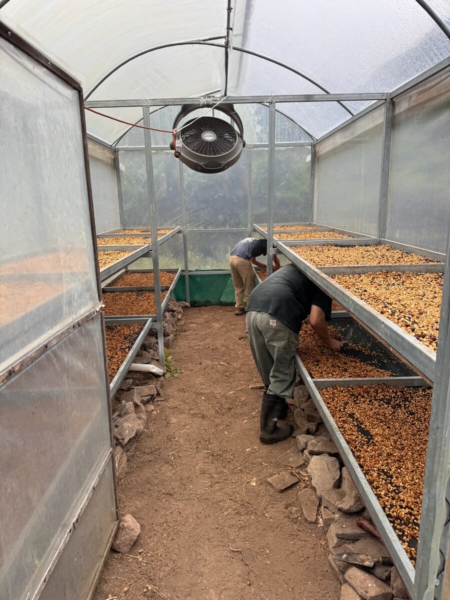 Coffee processing