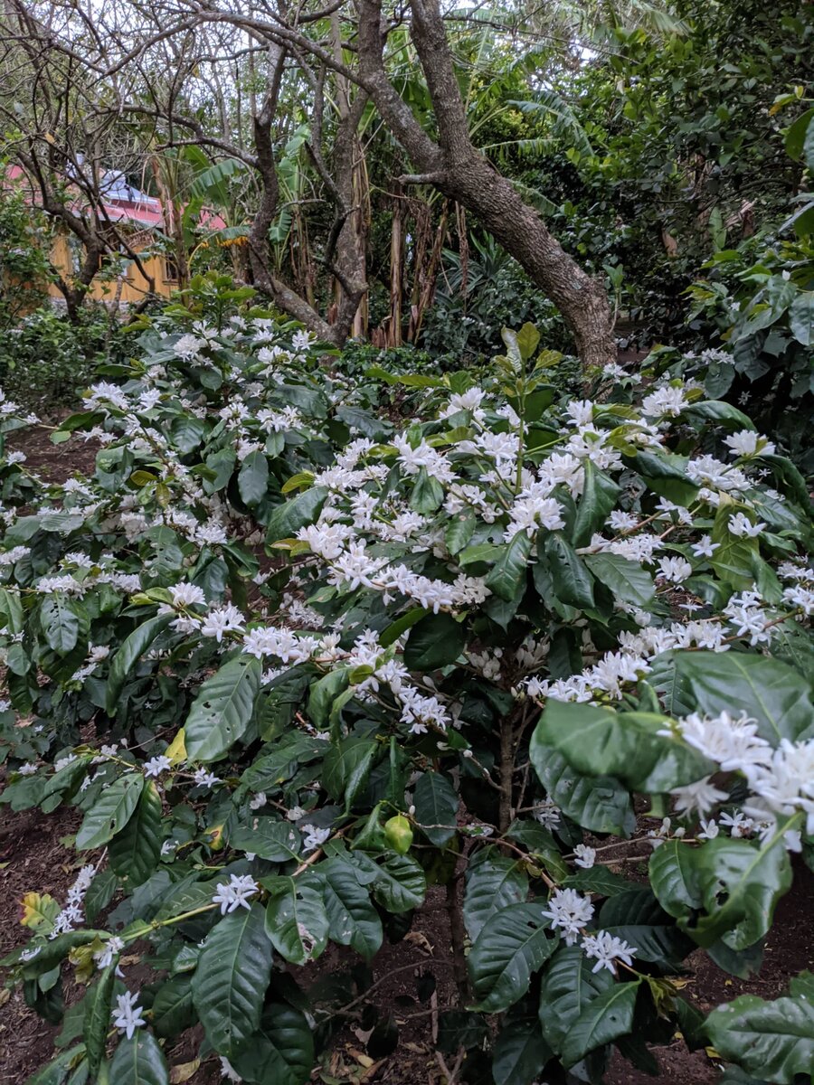 Coffee flowers