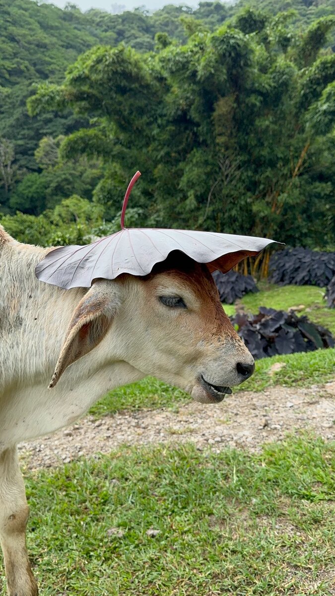 Farm life