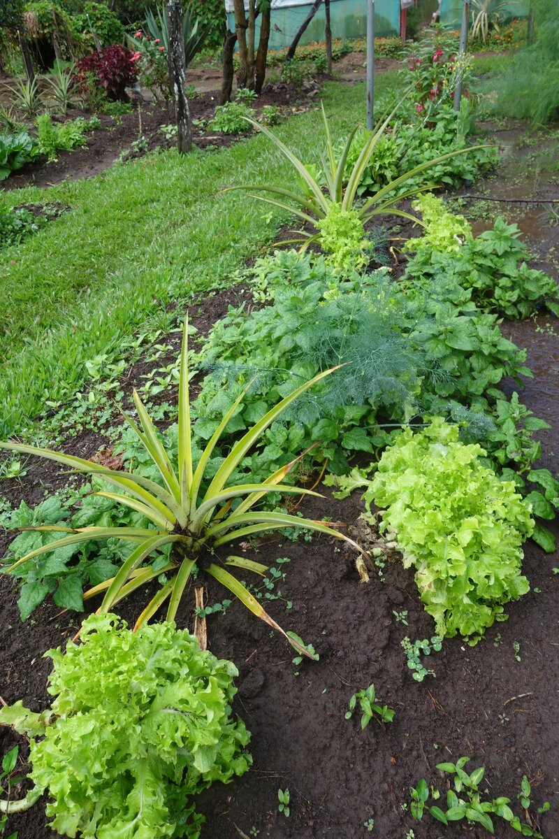 Organic garden