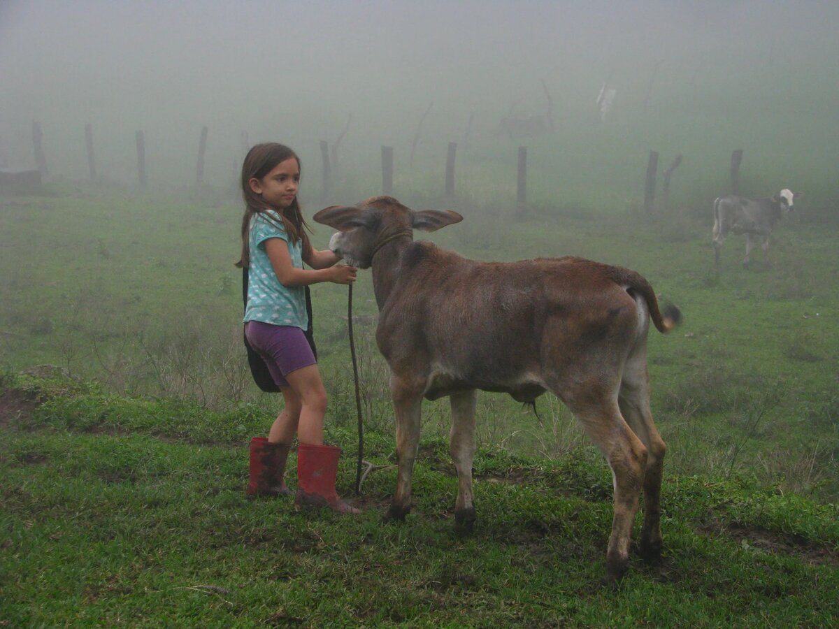 Morning in the pastures