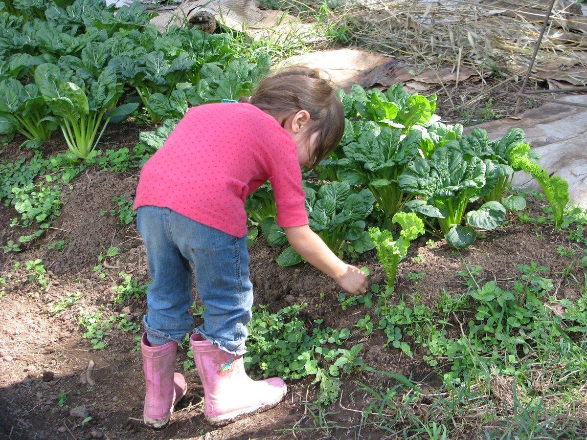 Harvesting in the garden