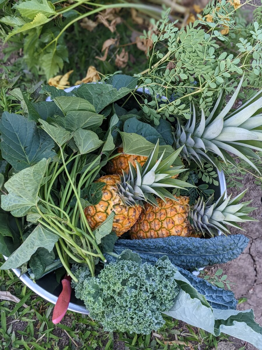 Garden harvest