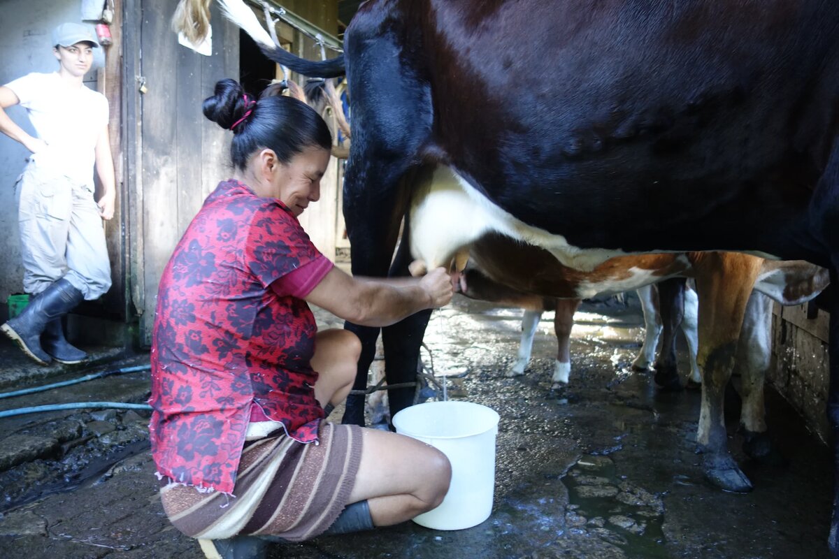 Milking time