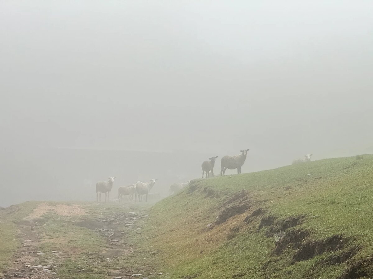 Sheep in the mist